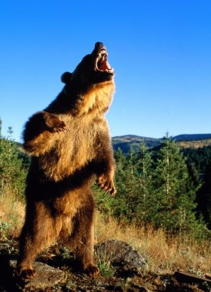 Angry grizzly bear